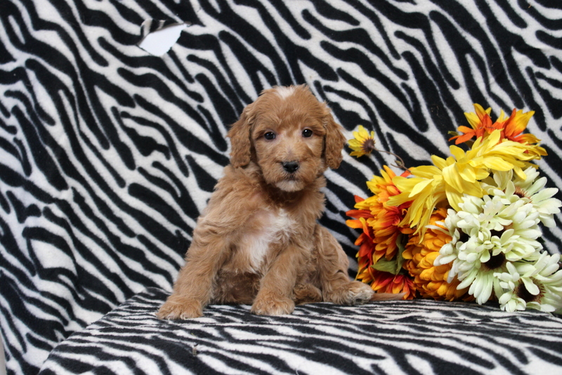 puppy, for, sale, Mini Goldendoodle F2B, Matthew B. Stoltzfus, dog, breeder, Gap, PA, dog-breeder, puppy-for-sale, forsale, nearby, find, puppyfind, locator, puppylocator, aca